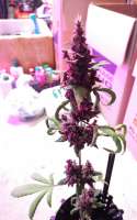 Pyramid Seeds Auto Purple - ein Foto von ThunderDownUnder