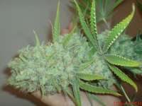 Pyramid Seeds Galaxy - ein Foto von JAHJAHChildren