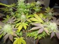 Bild von WhiteyB (White Widow)