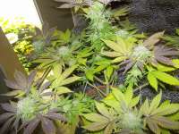 Pyramid Seeds White Widow - ein Foto von WhiteyB