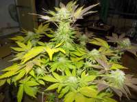 Pyramid Seeds White Widow - ein Foto von WhiteyB