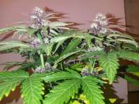 Quest Genetics Triple Purple Doja - ein Foto von THCNW2