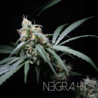 Bild von RKIEMSeeds (Negra 44)