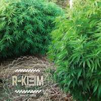 Bild von RKIEMSeeds (ZKIEM)