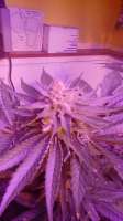 REX Seeds 1989 Short & Sticky - ein Foto von Zinger59