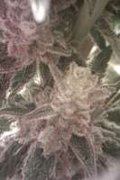 Rare Dankness Seeds Doc's OG - ein Foto von Gh33se