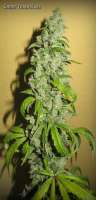 Bild von Greenfinger (Ghost Train Haze Nr1)