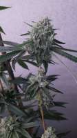 Rare Dankness Seeds Ghost Train Haze #1 - ein Foto von Mmcma17