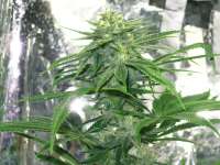 Rare Dankness Seeds Lee Roy - ein Foto von mgpawn