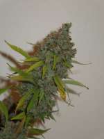 Bild von Cultivator420 (Moonshine Haze x Ghost Train Haze 1)