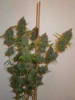 Rare Dankness Seeds Moonshine Haze x Ghost Train Haze #1 - ein Foto von Cultivator420