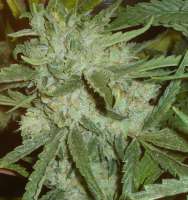 Bild von Dixon23 (Moonshine Haze x Ghost Train Haze 1)