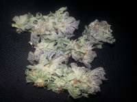 Rare Dankness Seeds Rare Darkness - ein Foto von admin