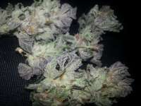 Rare Dankness Seeds Rare Darkness - ein Foto von admin