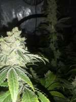 Rare Dankness Seeds Scott's OG - ein Foto von Lucky3Smoke