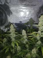 Rare Dankness Seeds Scott's OG - ein Foto von Lucky3Smoke