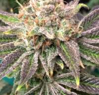 Bild von RedBeeSeeds (Grape Gazoo)