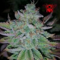 Bild von RedBeeSeeds (Space Ghost)