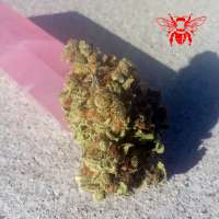 Red Bee Seeds Space Ghost - ein Foto von RedBeeSeeds