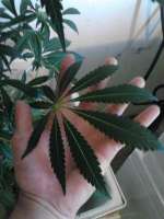 Reefermans Seeds BC Mango - ein Foto von rudeirie