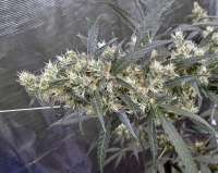 Reefermans Seeds Burning Bush - ein Foto von tobedetermined