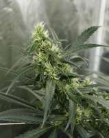 Reefermans Seeds Burning Bush - ein Foto von tobedetermined