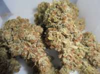 Reefermans Seeds Love Potion #1 - ein Foto von PineapplePunch