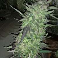 Relentless Genetics Frosted Cherry Cookies - ein Foto von christyle