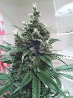 Bild von hydroponicsguy (Kandy Kush)