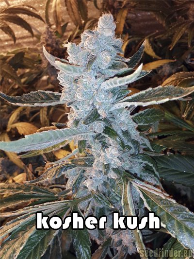 Reserva Privada Kosher Kush