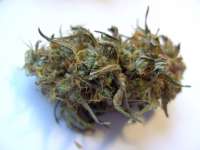 Bild von mrnicex [Kosher Kush]