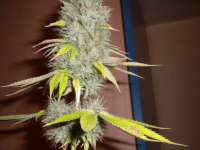 Bild von simplyhaze [Kosher Kush]