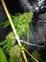 Bild von drsizzurp69 (Kosher Kush)