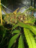 Bild von drsizzurp69 (Kosher Kush)