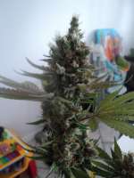 Bild von loveweed27 (LA Cheese)