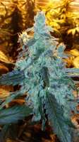 Bild von grinspoon (Silver Kush)