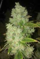 Bild von LemiAten (Skywalker Kush)