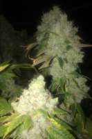 Bild von LemiAten (Skywalker Kush)