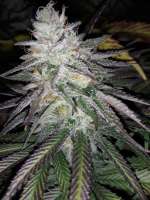 Reserva Privada Skywalker Kush - ein Foto von Raff1