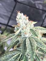 Reserva Privada Skywalker Kush - ein Foto von goldgrows