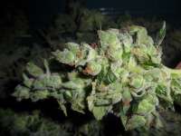 Bild von admin (Sour Tangie)