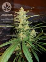 Reserva Privada Strawberry Banana - ein Foto von pineappleltd