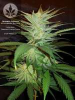 Reserva Privada Strawberry Banana - ein Foto von pineappleltd