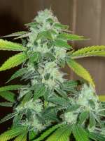 Reservoir Seeds Sour Diesel IBL - ein Foto von westeu