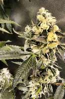 Bild von hcogolloo (Sour Diesel IBL)