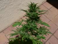 Resin Seeds Cannatonic - ein Foto von sensamella