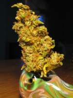 Resin Seeds Yummy - ein Foto von levelnext