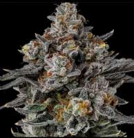 Riot Seeds Holy Chocolate Dawg - ein Foto von triceratopsgardens