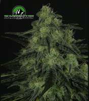 Ripper Seeds Black Valley - ein Foto von RSeeds