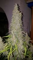 Ripper Seeds Criminal + - ein Foto von Goboafan